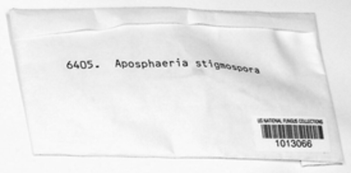 Aposphaeria stigmospora image